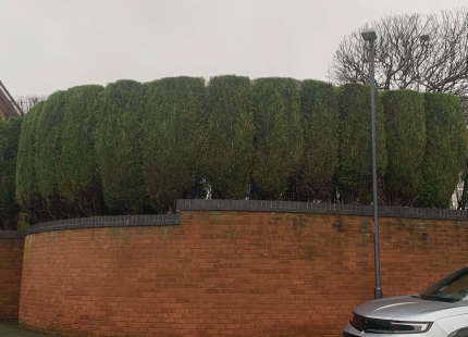 Our Services - Tree Surgeon