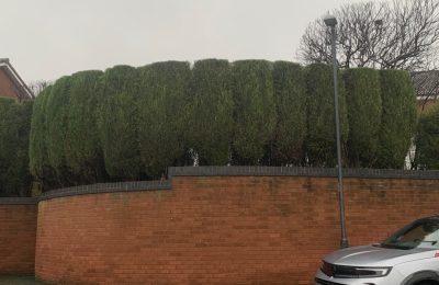 Tree Surgeon